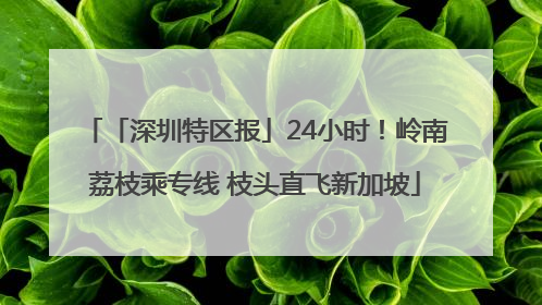 「深圳特区报」24小时！岭南荔枝乘专线 枝头直飞新加坡