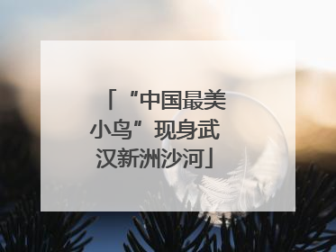 “中国最美小鸟”现身武汉新洲沙河