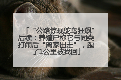 “公路惊现鸵鸟狂飙”后续：养殖户称它与同类打闹后“离家出走”，跑了1公里被找回
