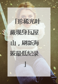 珍稀光叶蕨现身瓦屋山，刷新海拔最低纪录
