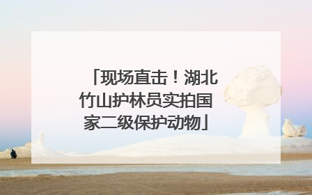 现场直击！湖北竹山护林员实拍国家二级保护动物