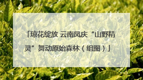 琼花绽放 云南凤庆“山野精灵”舞动原始森林（组图）