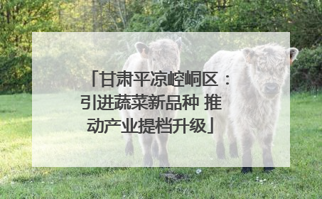 甘肃平凉崆峒区：引进蔬菜新品种 推动产业提档升级