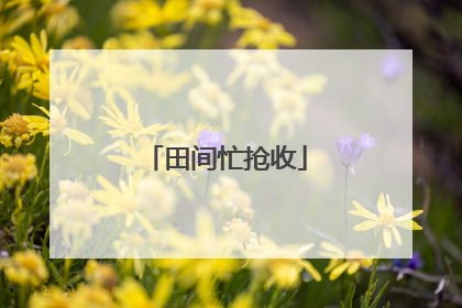 田间忙抢收