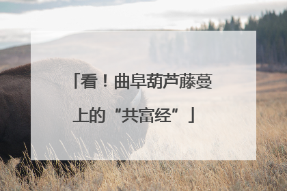 看！曲阜葫芦藤蔓上的“共富经”