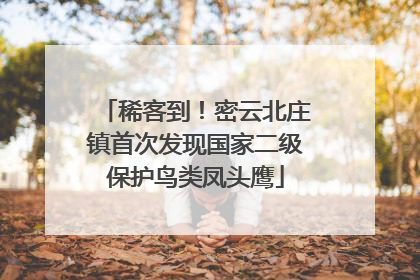 稀客到！密云北庄镇首次发现国家二级保护鸟类凤头鹰