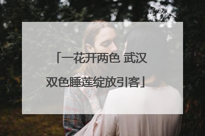 一花开两色 武汉双色睡莲绽放引客