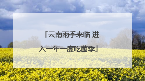 云南雨季来临 进入一年一度吃菌季