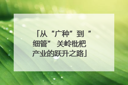 从“广种”到“细管” 关岭枇杷产业的跃升之路