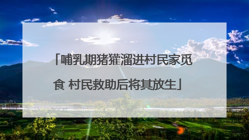 哺乳期猪獾溜进村民家觅食 村民救助后将其放生
