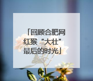 回顾合肥网红猴“大壮”最后的时光