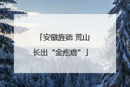 安徽旌德 荒山长出“金疙瘩”