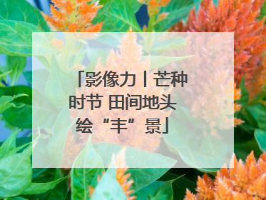 影像力丨芒种时节 田间地头绘“丰”景