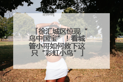 徐汇城区惊现“鸟中国宝”！看城管小哥如何救下这只“彩虹小鸟”