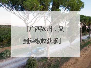 广西钦州:又到辣椒收获季