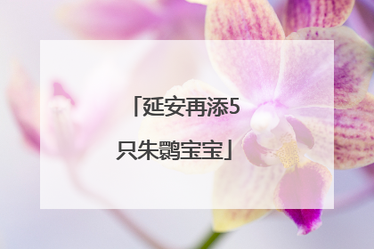 延安再添5只朱鹮宝宝
