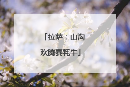 拉萨：山沟欢腾赛牦牛