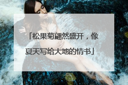 松果菊翩然盛开，像夏天写给大地的情书