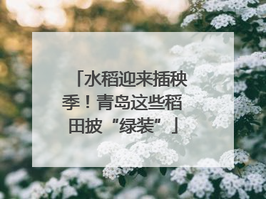 水稻迎来插秧季！青岛这些稻田披“绿装”