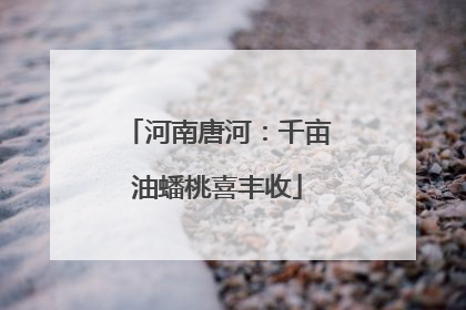河南唐河：千亩油蟠桃喜丰收