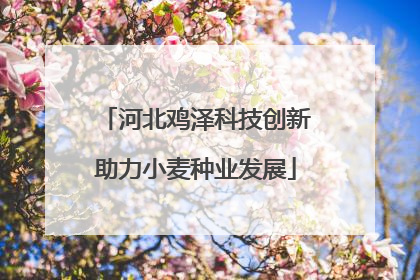河北鸡泽科技创新助力小麦种业发展