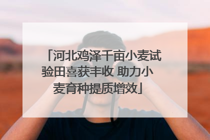 河北鸡泽千亩小麦试验田喜获丰收 助力小麦育种提质增效