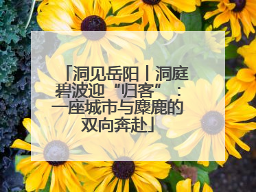 洞见岳阳丨洞庭碧波迎“归客”：一座城市与麋鹿的双向奔赴