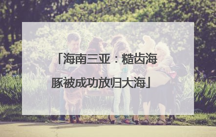 海南三亚：糙齿海豚被成功放归大海