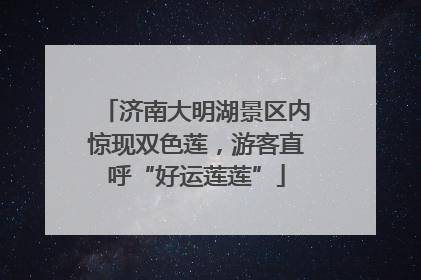 济南大明湖景区内惊现双色莲，游客直呼“好运莲莲”