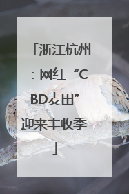 浙江杭州：网红“CBD麦田”迎来丰收季