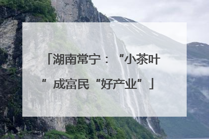 湖南常宁：“小茶叶”成富民“好产业”