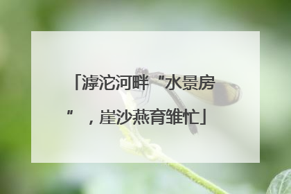 滹沱河畔“水景房”，崖沙燕育雏忙