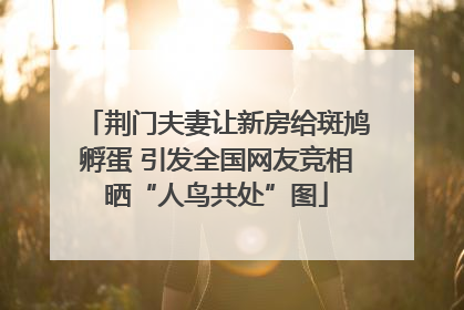 荆门夫妻让新房给斑鸠孵蛋 引发全国网友竞相晒“人鸟共处”图
