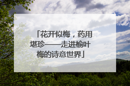 花开似梅，药用堪珍——走进榆叶梅的诗意世界