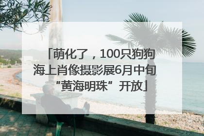 萌化了，100只狗狗海上肖像摄影展6月中旬“黄海明珠”开放