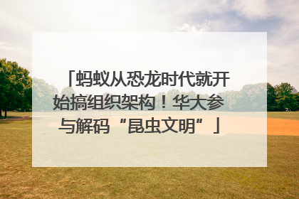 蚂蚁从恐龙时代就开始搞组织架构！华大参与解码“昆虫文明”