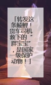 转发这条鲮鲤！货车司机救下的“胖宝宝”，是国家一级保护动物！