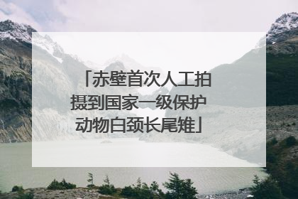 赤壁首次人工拍摄到国家一级保护动物白颈长尾雉