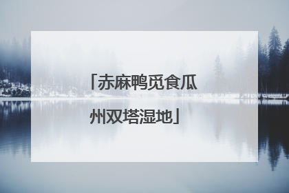 赤麻鸭觅食瓜州双塔湿地