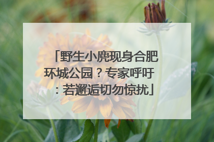 野生小麂现身合肥环城公园？专家呼吁：若邂逅切勿惊扰