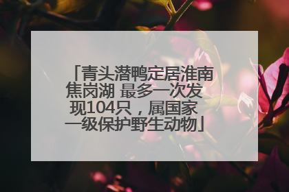 青头潜鸭定居淮南焦岗湖 最多一次发现104只，属国家一级保护野生动物