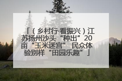 （乡村行·看振兴）江苏扬州沙头“种出”20亩“玉米迷宫” 民众体验别样“田园乐趣”