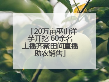 20万亩巫山洋芋开挖 60余名主播齐聚田间直播助农销售